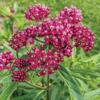 Native Swamp Milkweed Thumbnail